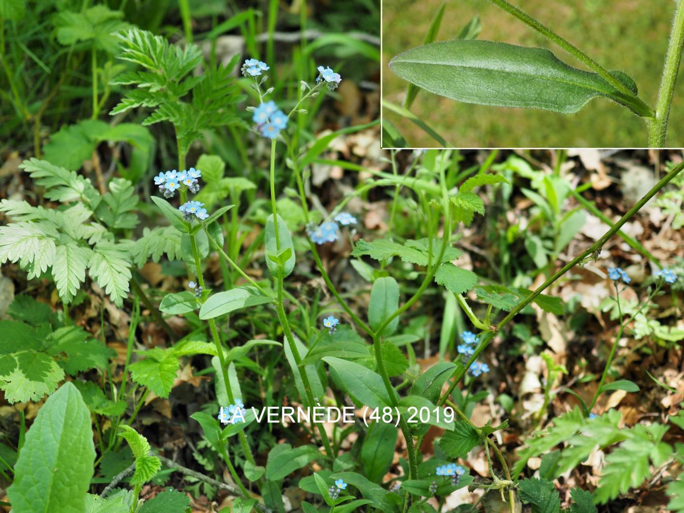 Forget-me-not, Wood leaf